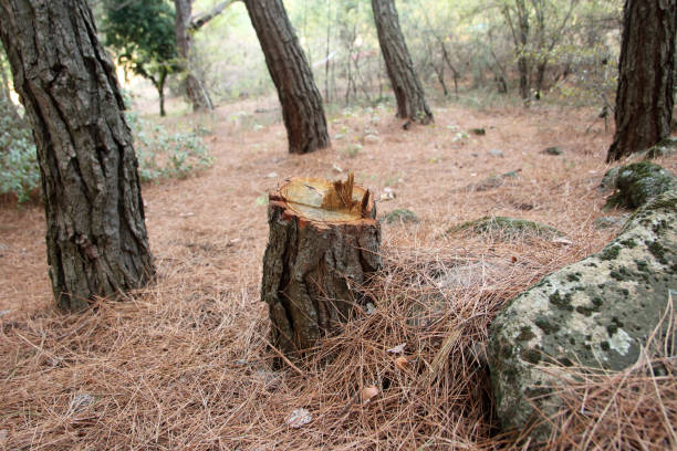 Best Stump Grinding and Removal  in Bellevue, KY