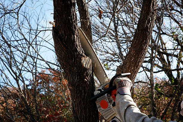 Best Seasonal Cleanup (Spring/Fall)  in Bellevue, KY