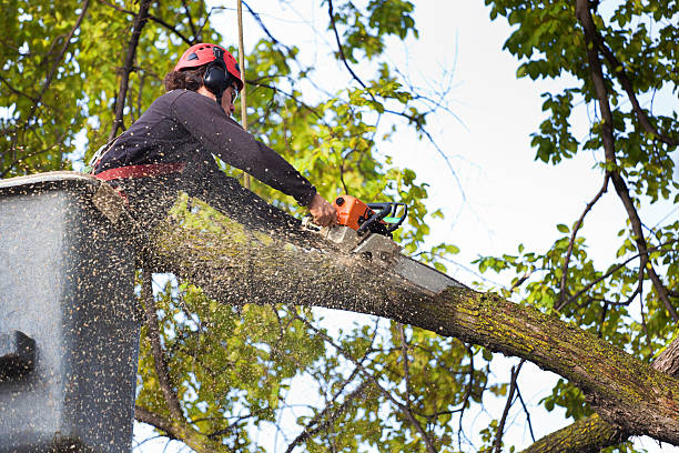 Best Emergency Tree Removal  in Bellevue, KY